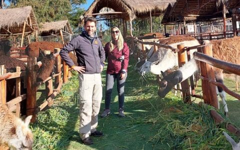 Visit the alpaca and llama farm on a tour to Sacred Valley from Cusco