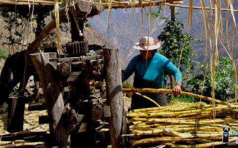 sugar cane on Choquequirao trail