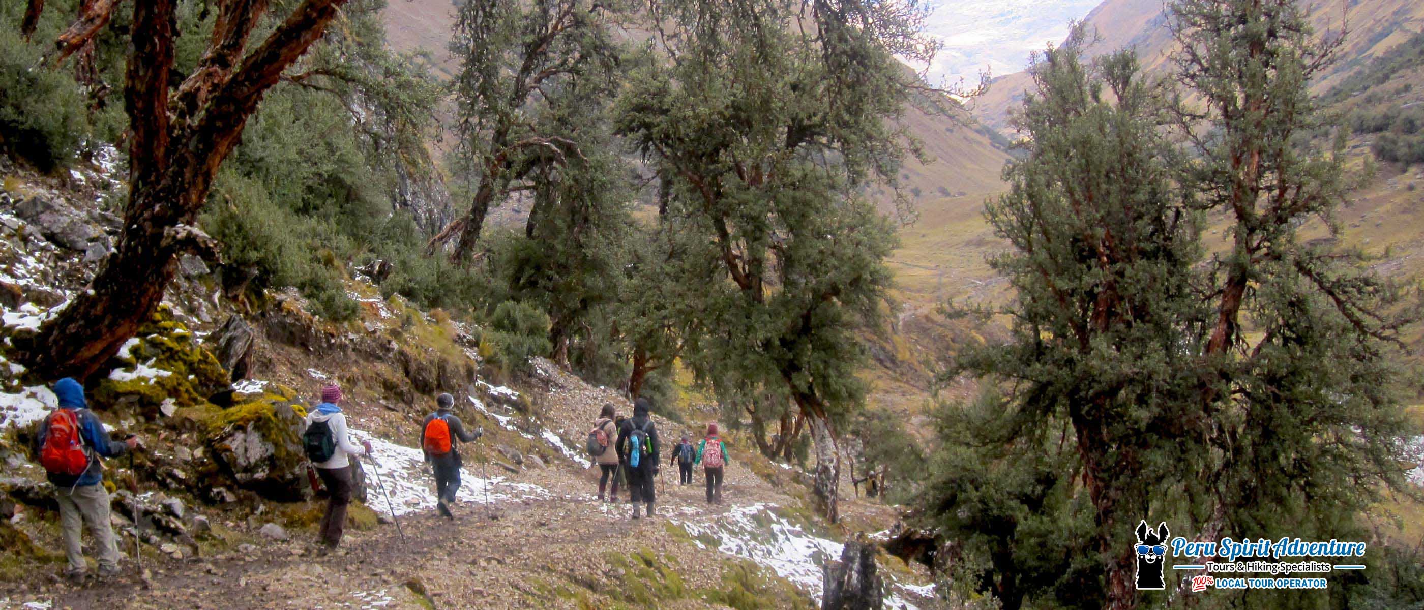 Queñua natives trees on Lares Trek 4 days toward Yanahuara village