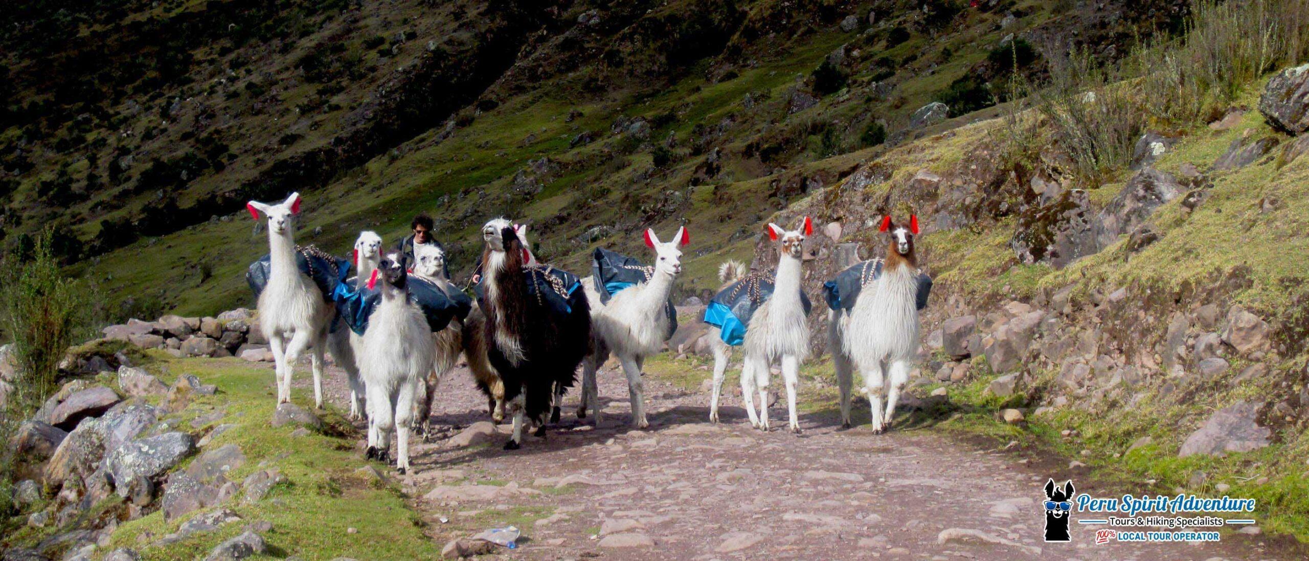Lares Trek to Machu Picchu 4 Day